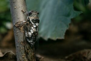 Cicada-geddon Invasion